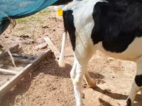 母牛, Russian Black pied cattle — 照片 4