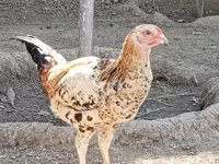 Chickens — รูปภาพ 5