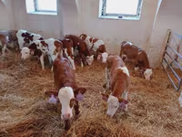 Býk, Simmental cattle — foto 2