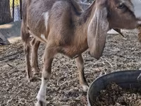 암염소, Nubian Goat — 사진 4