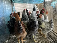 Chickens — foto 3