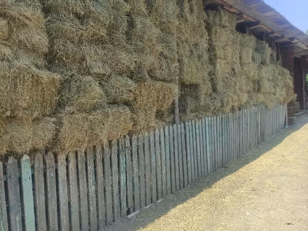 Продам сено и свеклу