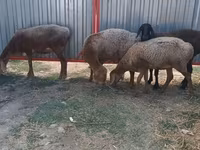 母羊, Sheep — 照片 2