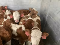 황소, Simmental cattle — 사진 5