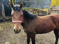 Ngựa cái, Kazakh horse — ảnh 2