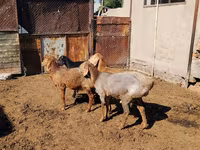 Vædder, Rhon sheep — foto 4