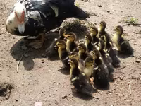 Ducks — 写真 8