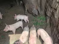 Doofaar dhaddig, Pigs — sawirka 6