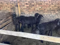 Beran, Ovce — foto 1