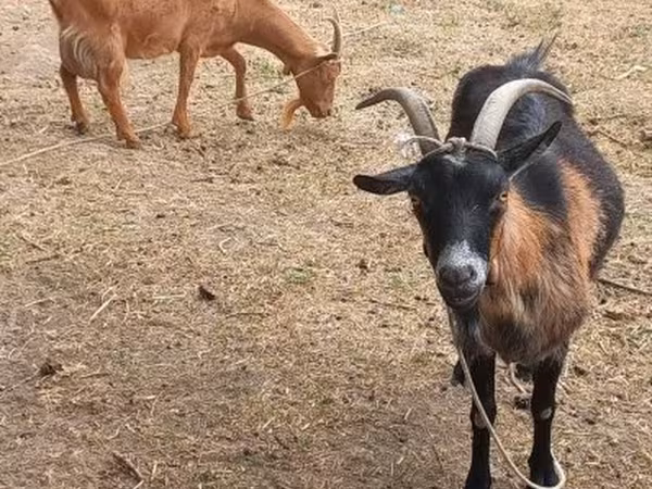 Dişi keçi, Alpine goat