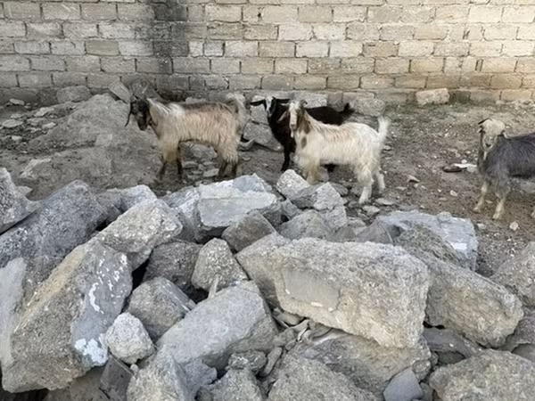 بز نر, بز
