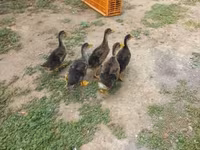 Ducks — تصویر 2