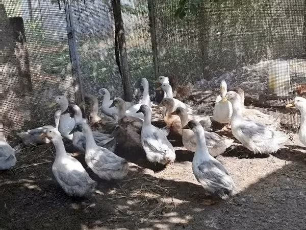 Ducks