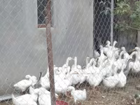 Geese — foto 1