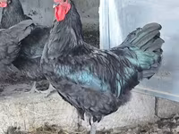 Australorp — foto 1