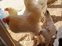 براهما — عکس 2
