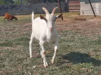 Țap, Saanen goat — foto 1