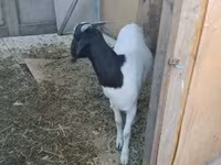 Коза, Nubian Goat — фото 3