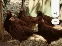 Chickens — foto 4