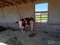 Ko, Simmental cattle — foto 3