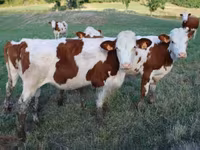 گاو ماده, مونبیلیارد — عکس 6