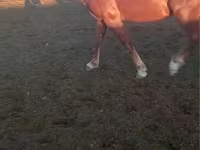Cavallo, Kazakh horse — foto 4