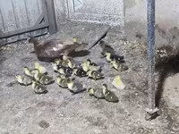 Ducks — Foto 3