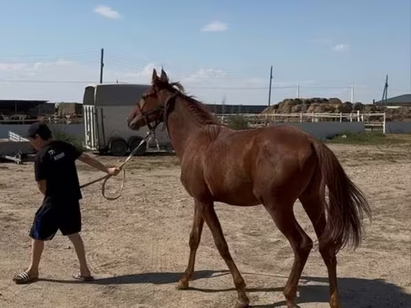 Hingst, Arabian horse