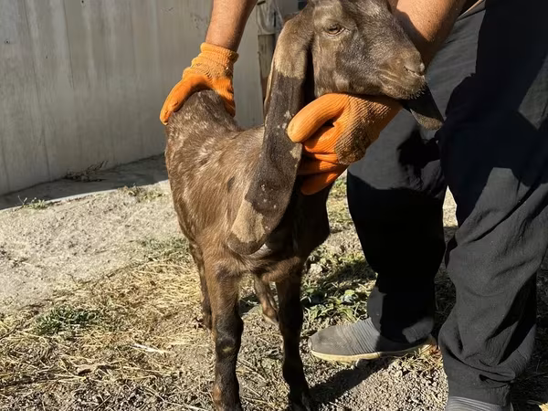 Коза, Kamori goats