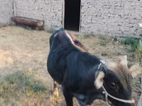 Byk, Swiss cattle — zdjęcie 1