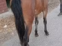 Mare, Horses — photo 1