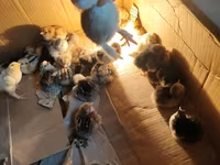 Chickens — تصویر 2