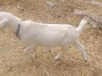 Kambing jantan, Goats — foto 1