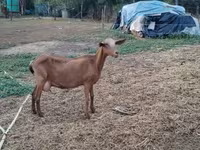 母山羊, Goats — 照片 5