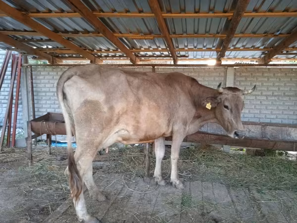 Mucca, Bovini