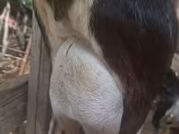 Kozel, Alpine goat — foto 2