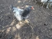 Chickens — ფოტო 4