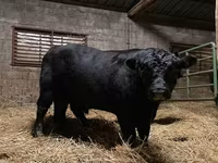 Buqa, Aberdin – Angus — 6-rasm