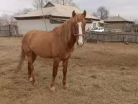 اسب نر, Altai horse — عکس 2