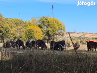 母牛, Hungarian Grey breed — 照片 3
