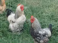 Brahma — foto 3