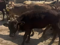公羊, Sheep — 照片 4