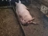 Prasata (šarže, pohlaví neuvedeno), Prasata — foto 3
