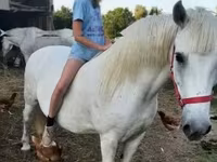 فرس, Hungarian horse breed — الصورة 1