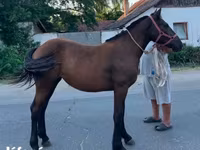 Kuda betina, Horses — foto 1