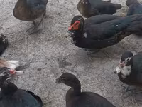 Muscovy domestica — foto 1