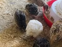 Quails — foto 3