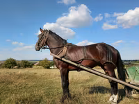 Cavallo, Soviet Heavy draft — foto 1