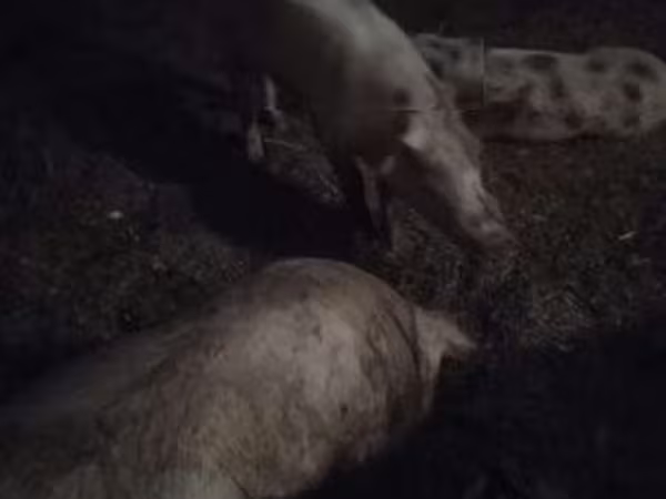 Boar, Pigs — Hungary