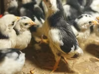 Chickens — عکس 2